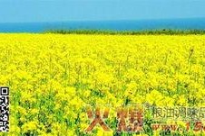 国产四级,引领中国电影新潮流